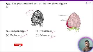 The part marked as ‘x’ in the given figure is 1 Endosperm 2 Thalamus 3 Endocarp 4 Mesocarp [upl. by Hales]