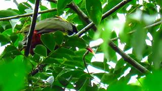 tawnytufted toucanet Selenidera nattereri Mitu Vaupes amazonian birds Cotingas and Toucans [upl. by Alorac]