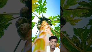 editing mobilegraphy tree fruit nature agriculture papaya song tamil love lovesong [upl. by Ennire]