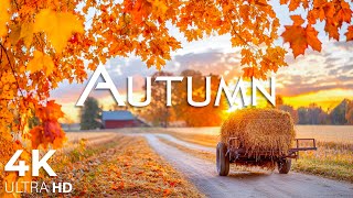 Peaceful Beautiful Autumn October 🍁Gentle Music Calms The Nervous System And Pleases The Soul [upl. by Tenner]