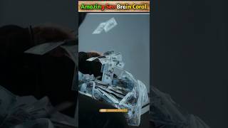 Amazing sea brain corld facts shorts facts viral [upl. by Ardnohsal]