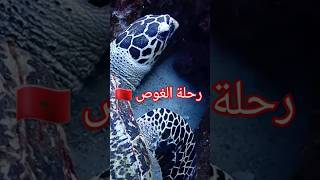 رحلة الغوص من أعماق البحار مغربيفيالغربة shark بحر ocean fish underwater travel ma 🇲🇦 [upl. by Ragnar]