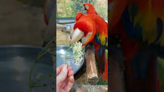 Give your parrots elderflowers [upl. by Eiramanad]