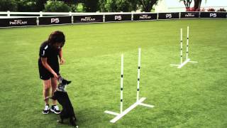 Dog Agility  Weave Poles  2x2  Pro Plan P5 Training [upl. by Eidnalem142]