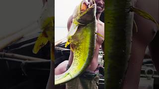 Asian Country Fishing shorts  Amazing Rural Fishing Video 🐟 Best Asian Fishing Technique shorts [upl. by Sacken]