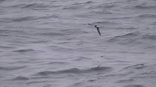 Wilsons Petrel Scilly Pelagics 8th August 2020 [upl. by Hanni96]