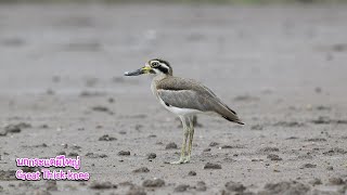 นกกระแตผีใหญ่ Great Thick knee [upl. by Eskill]