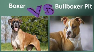 Boxer VS Bullboxer Pit  Breed Comparison  Bullboxer Pit and Boxer Differences [upl. by Eppilihp]