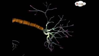 Nervous System – Structure and function of neuron – 3D animated model – in English [upl. by Monaco]