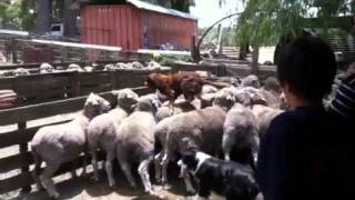 Sheep dog runs over sheep [upl. by Pressman]