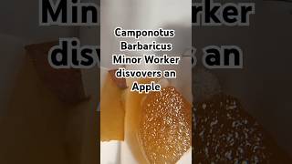 Camponotus Barbaricus minor worker discovers an apple for the first time [upl. by Evangelin]