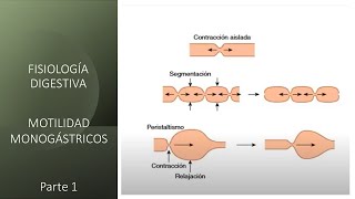 Fisiología digestiva Motilidad monogástricos  Primera parte [upl. by Bernardina]