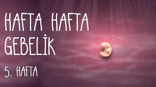 Hafta Hafta Gebelik 5 hafta [upl. by Lenzi]