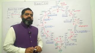 Krebs cycle Urdu Hindi medium  Prof Masood fuzail  Citric Acid Cycle  Pyruvic acid oxidation [upl. by Charlie]