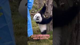 Panda cubs want to climb trees熊猫幼崽想爬树 pandalife pandachina [upl. by Mazonson]