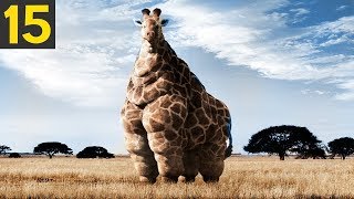 15 FATTEST Animals Ever Seen [upl. by Irb]