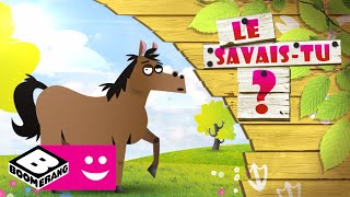 Le cheval  Drôle de Zoo  Le savaistu   Boomerang [upl. by Ettereve]