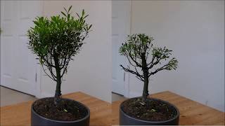 New Syzygium Bonsai Pruning and Wiring [upl. by Leiram193]