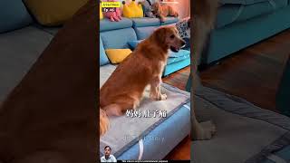 Tofu ki malkin se hua pet Mein Dard dog funny pets dogsworld doglovers dogeatdog dogslife [upl. by Yatnoed]