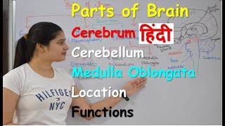 Parts of brain in Hindi  Fore Brain  Mid Brain  Hind Brain  Cerebellum  Functions  Location [upl. by Anilave]