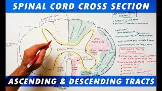 Ascending amp Descending Tracts  Spinal Cord cross section Neuroanatomy [upl. by Letrice882]