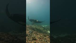 An endless realm of excitement scubadiving snorkeling baliisland ocean marinelife travel [upl. by Yelra594]