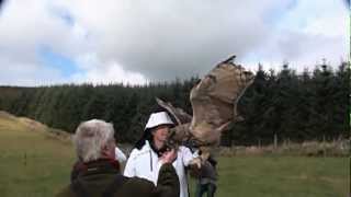 North Eastern Falconry Visitor Centre  Aberdeen Scotland [upl. by Plante]