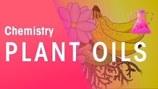 The Extraction Of Plant Oils  Organic Chemistry  Chemistry  FuseSchool [upl. by Burrill]