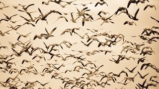 Snow Goose Hunting Scouting Leads to a 100 Bird Day [upl. by Anihtyc]