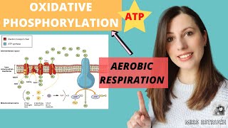 OXIDATIVE PHOSPHORYLATION Alevel Biology Aerobic respiration Chemiosmotic theory and ETC [upl. by Keldah163]