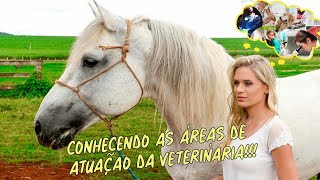 Áreas de atuação do MÉDICO VETERINÁRIO Quais são [upl. by Skiba172]