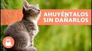 Cómo AHUYENTAR GATOS CALLEJEROS Sin Hacerles Daño 🐈💨 7 Repelentes para Gatos [upl. by Ley]