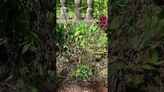 Sarcococca maintenance pruning shrubs pruning garden gardening landscaper [upl. by Ecnaralc]