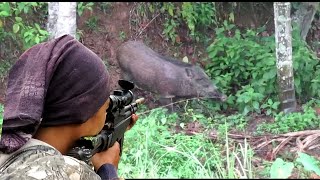 BERBURU‼️BABI HUTAN DENGAN SENAPAN ANGIN [upl. by Frissell]