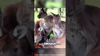 Hunter’s Genius Disguise Outsmarts Bold Kangaroos shorts viralvideo [upl. by Yde36]