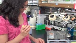 Part 6 of Gel Electrophoresis Series Gel Loading with DNA samples [upl. by Baudoin]