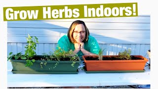 Grow Herbs Indoors [upl. by Lewej]