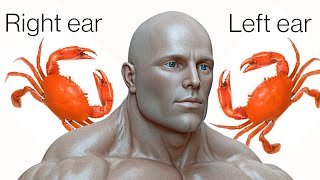 Bach Crab Canon Left Ear starting forward Right Ear starting backward for Brain Stimulation [upl. by Holna]