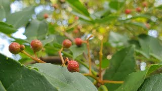 Picking  and pickling with  homegrown Szechuan Peppercorns Zanthoxylum simulans [upl. by Eiro390]