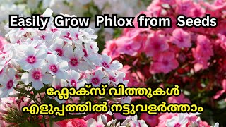 Grow Phlox from Seeds StepbyStep  Growing Hacks  Gardening in Malayalam  phlox petunia [upl. by Obocaj724]