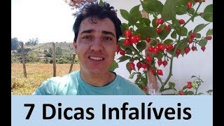 Pimenteiras  7 dicas para ter Sucesso no cultivo [upl. by Gil]