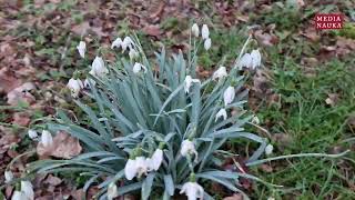 Śnieżyczka przebiśnieg Galanthus nivalis [upl. by Hausner]