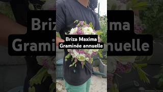 Briza Maxima ou la grande amourette graminée annuelle pour toutes créations florales fleurs [upl. by Ennazzus571]