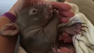 Contented baby wombat is smiling [upl. by Pega]