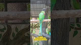 ကြက်တောAlexandrine parakeetSpecie Psittacula eupatria nature aquarium shorts [upl. by Anev903]