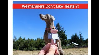 Weimaraners Do NOT Like Treats [upl. by Nahgeam]