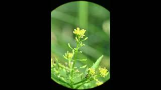 Rorippa palustris Bog Yellowcress [upl. by Talanian]