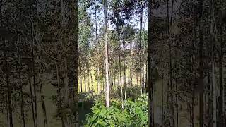 Panorama kebun shortsyoutube trending [upl. by Racso339]