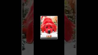 the big red dog full movie Explain in hindi urdu। reddog movie shorts [upl. by Bunder]