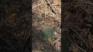 Lophophora diffusa in the wild 🤯 [upl. by Stefan]